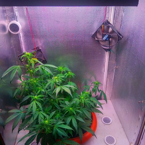 auto eX. treme, error seeds #2 growlog timeline photo