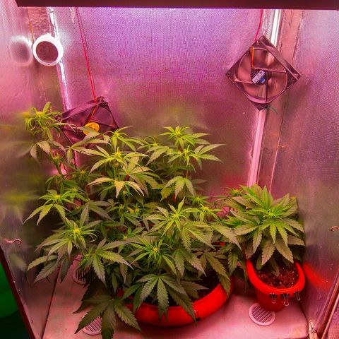auto eX. treme, error seeds #2 growlog timeline photo
