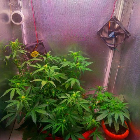 auto eX. treme, error seeds #2 growlog timeline photo