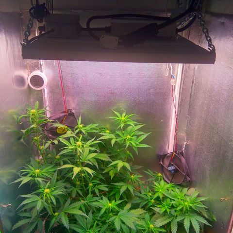 auto eX. treme, error seeds #2 growlog timeline photo