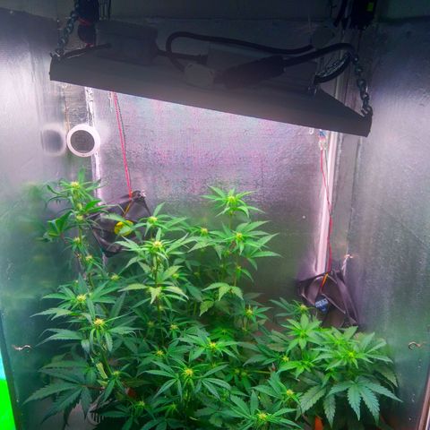 auto eX. treme, error seeds #2 growlog timeline photo