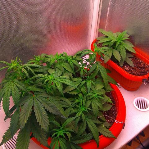 auto eX. treme, error seeds #2 growlog timeline photo