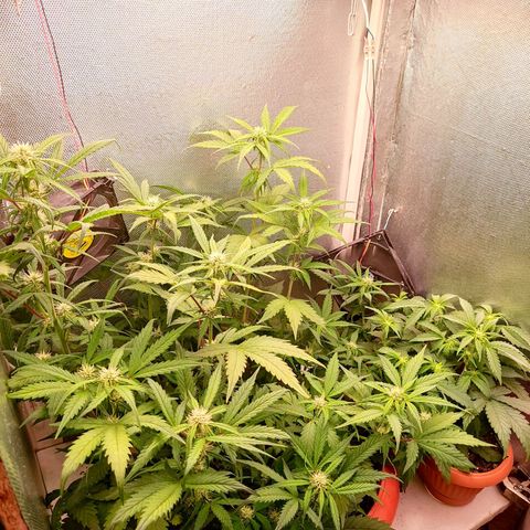 auto eX. treme, error seeds #2 growlog timeline photo