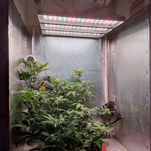 auto eX. treme, error seeds #2 growlog timeline photo