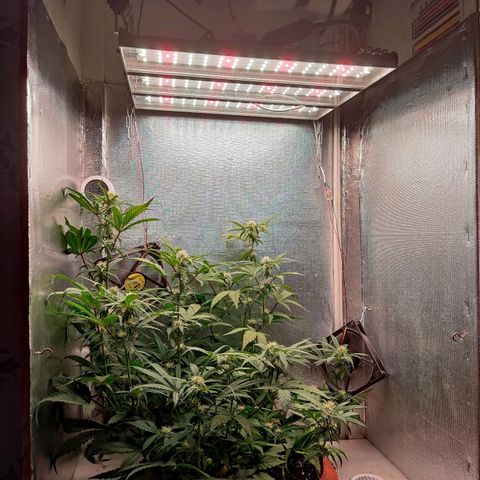 auto eX. treme, error seeds #2 growlog timeline photo