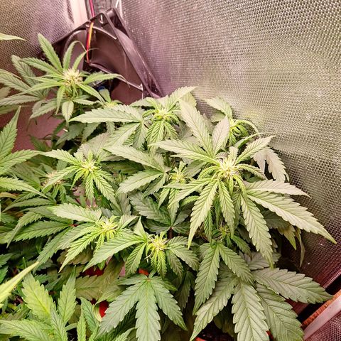 auto eX. treme, error seeds #2 growlog timeline photo