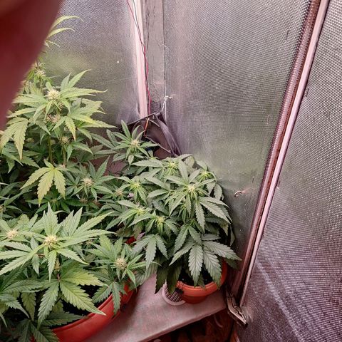 auto eX. treme, error seeds #2 growlog timeline photo