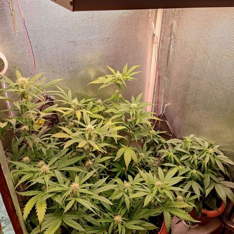 auto eX. treme, error seeds #2 growlog timeline photo