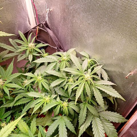 auto eX. treme, error seeds #2 growlog timeline photo