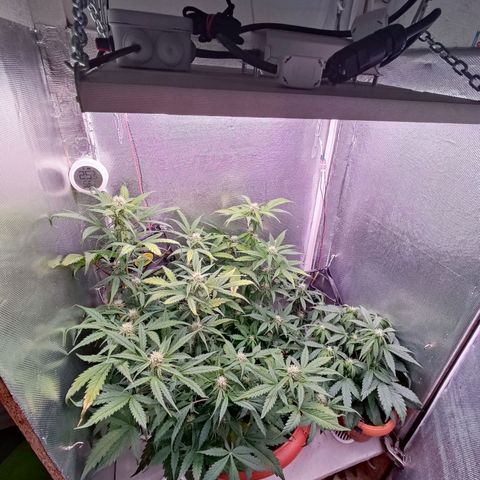 auto eX. treme, error seeds #2 growlog timeline photo