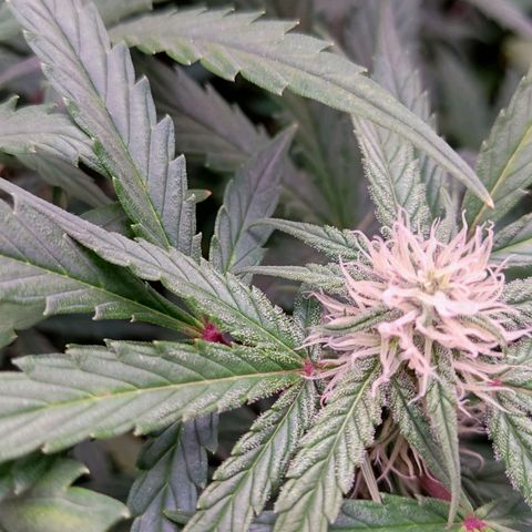 auto eX. treme, error seeds #2 growlog timeline photo