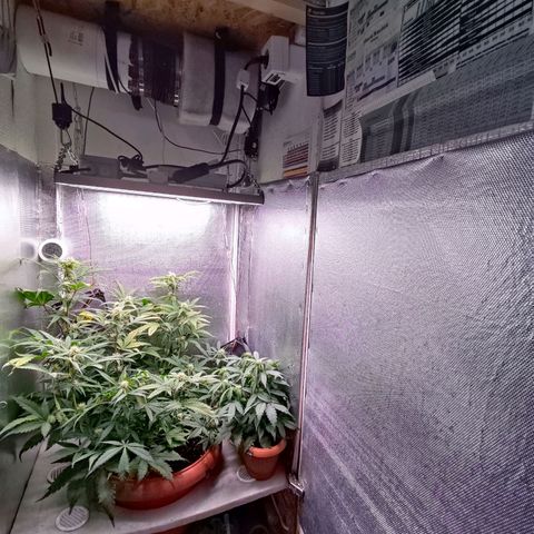 auto eX. treme, error seeds #2 growlog timeline photo