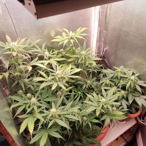 auto eX. treme, error seeds #2 growlog timeline photo