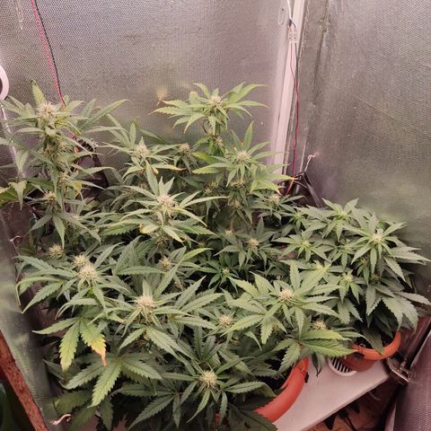 auto eX. treme, error seeds #2 growlog timeline photo