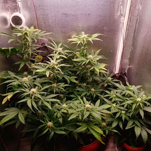 auto eX. treme, error seeds #2 growlog timeline photo