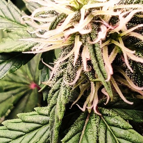 auto eX. treme, error seeds #2 growlog timeline photo