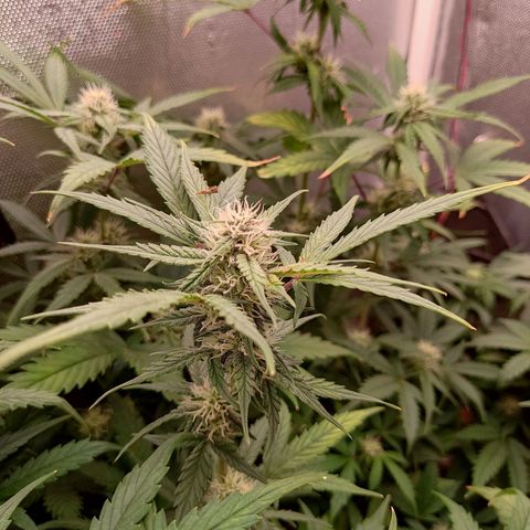 auto eX. treme, error seeds #2 growlog timeline photo