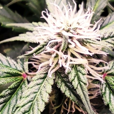 auto eX. treme, error seeds #2 growlog timeline photo