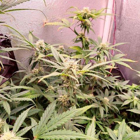 auto eX. treme, error seeds #2 growlog timeline photo
