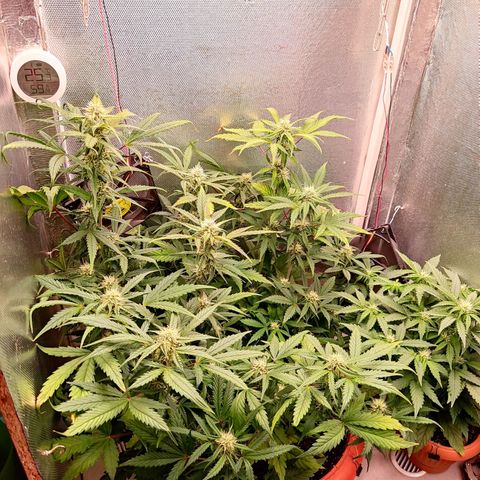 auto eX. treme, error seeds #2 growlog timeline photo