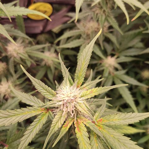 auto eX. treme, error seeds #2 growlog timeline photo