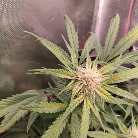 auto eX. treme, error seeds #2 growlog timeline photo