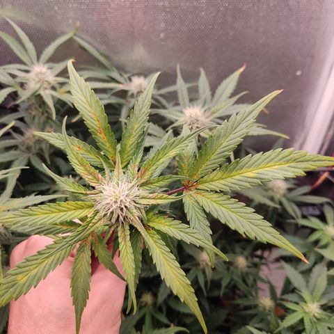 auto eX. treme, error seeds #2 growlog timeline photo