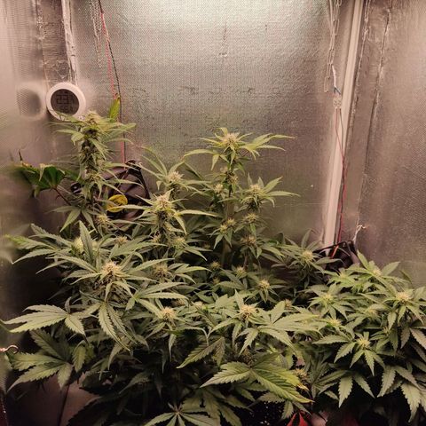 auto eX. treme, error seeds #2 growlog timeline photo