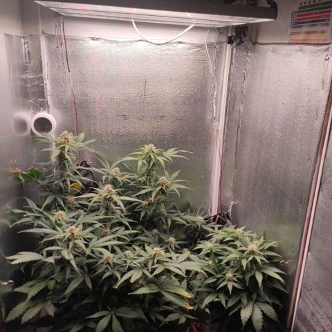 auto eX. treme, error seeds #2 growlog timeline photo