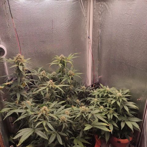 auto eX. treme, error seeds #2 growlog timeline photo