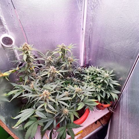 auto eX. treme, error seeds #2 growlog timeline photo