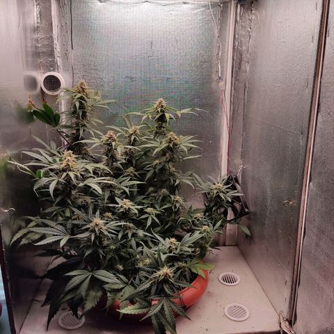 auto eX. treme, error seeds #2 growlog timeline photo