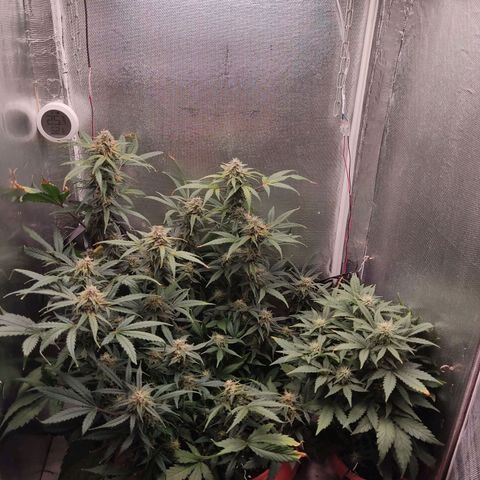 auto eX. treme, error seeds #2 growlog timeline photo