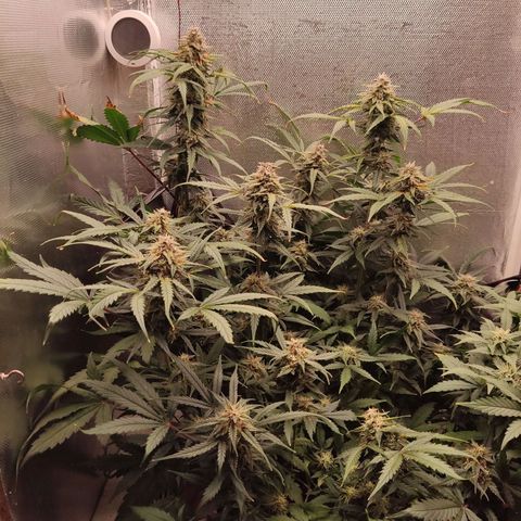 auto eX. treme, error seeds #2 growlog timeline photo
