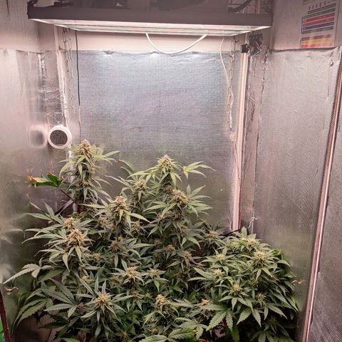 auto eX. treme, error seeds #2 growlog timeline photo