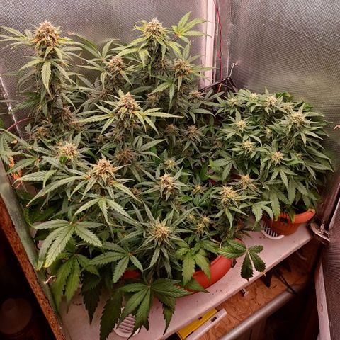 auto eX. treme, error seeds #2 growlog timeline photo