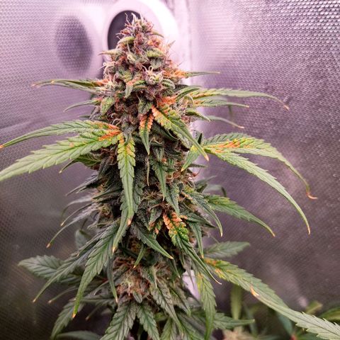 auto eX. treme, error seeds #2 growlog timeline photo