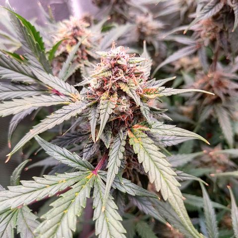 auto eX. treme, error seeds #2 growlog timeline photo
