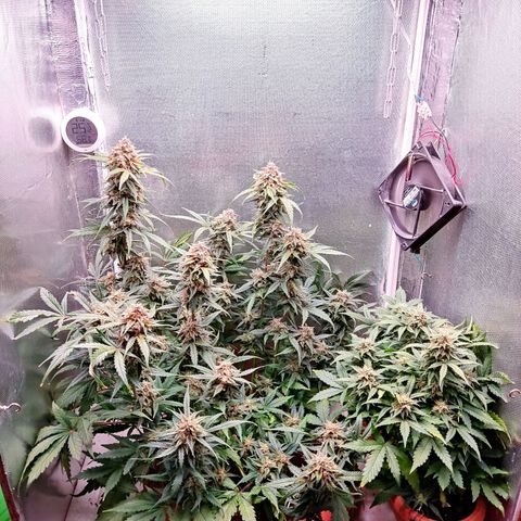 auto eX. treme, error seeds #2 growlog timeline photo
