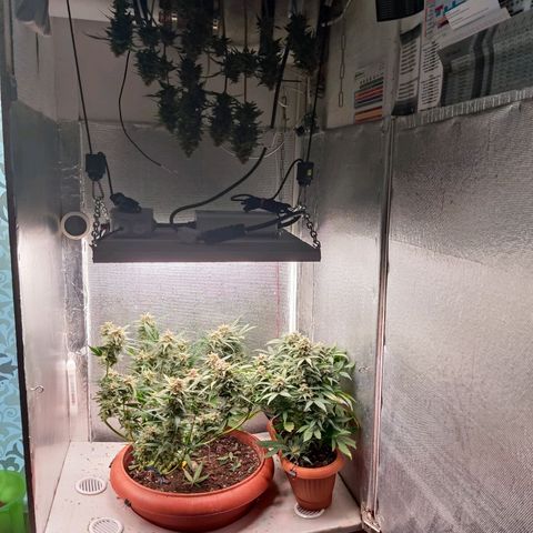 auto eX. treme, error seeds #2 growlog timeline photo