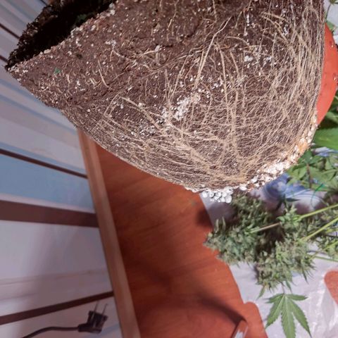 auto eX. treme, error seeds #2 growlog timeline photo