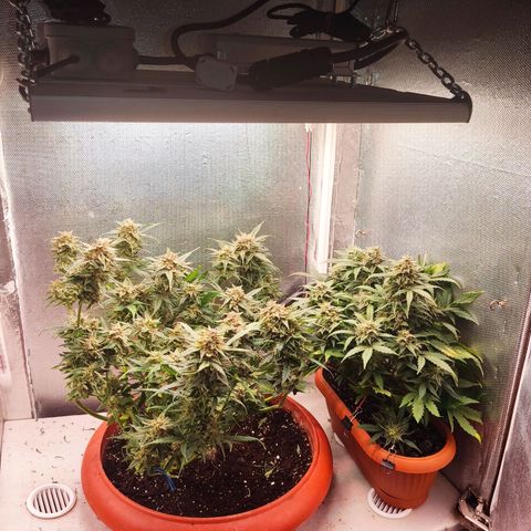 auto eX. treme, error seeds #2 growlog timeline photo