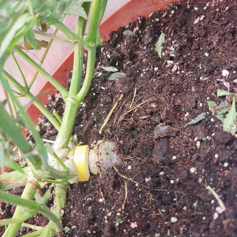 auto eX. treme, error seeds #2 growlog timeline photo