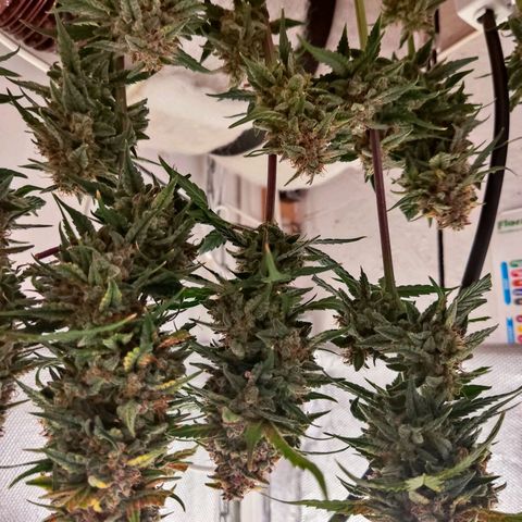 auto eX. treme, error seeds #2 growlog timeline photo
