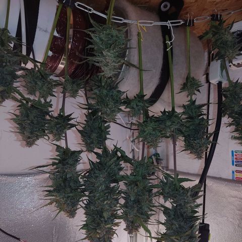 auto eX. treme, error seeds #2 growlog timeline photo