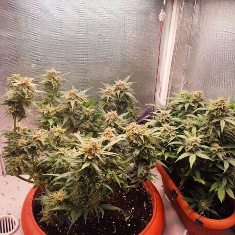 auto eX. treme, error seeds #2 growlog timeline photo
