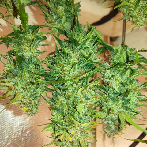 auto eX. treme, error seeds #2 growlog timeline photo