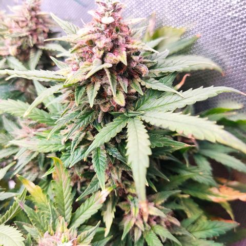 auto eX. treme, error seeds #2 growlog timeline photo