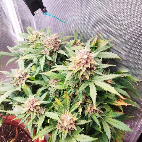 auto eX. treme, error seeds #2 growlog timeline photo