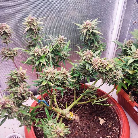 auto eX. treme, error seeds #2 growlog timeline photo
